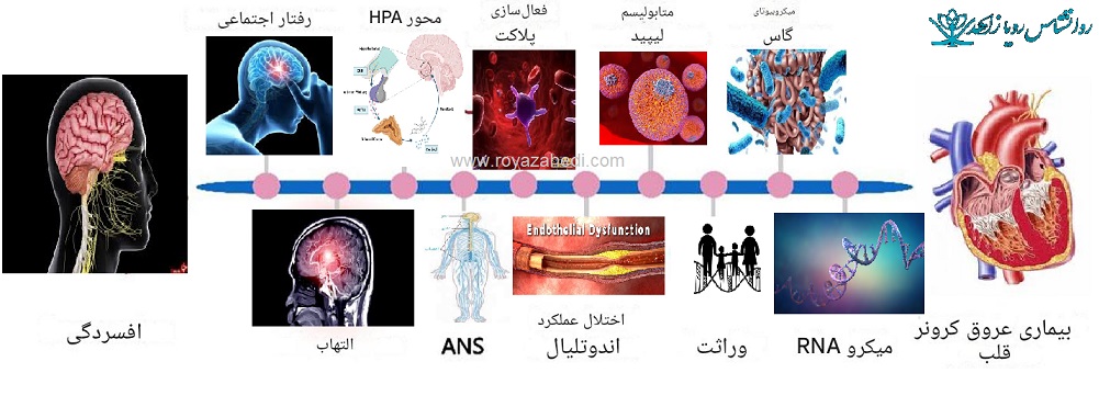 بیماری قلب و عروق