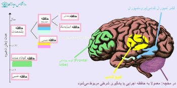  حافظه چگونه در مغز شکل می‌گیرد؟ از کدگذاری تا شخصیت