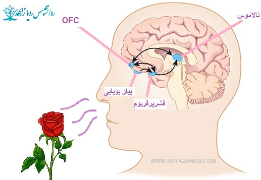 مدارهای حسی