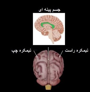 جسم پینه ای