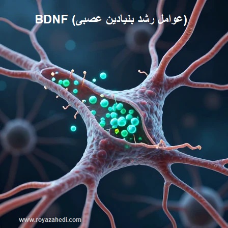 BDNF (عوامل رشد بنیادین عصبی)
