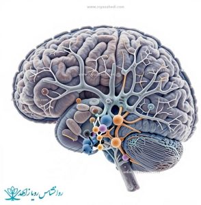 CBT از دید نوروساینس