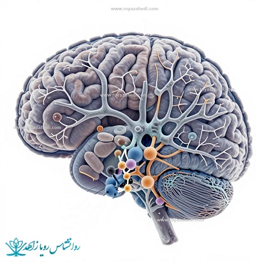 CBT از دید نوروساینس