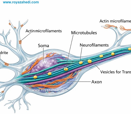 اسکلت سلولی نورون -Neuronal Cytoskeleton