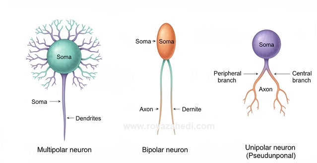 انواع نورون-neuron