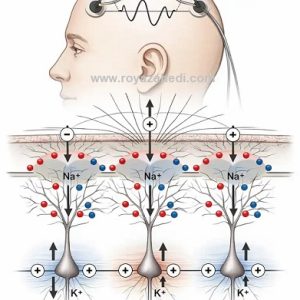 منبع سیگنال EEG