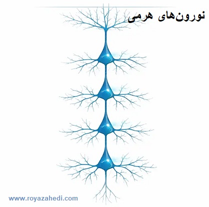 نورون های هرمی